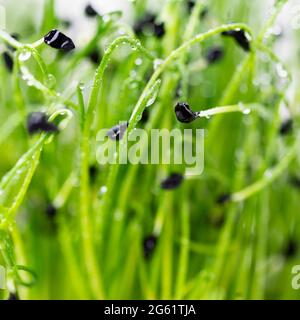 Microgreens auf weißem Hintergrund. Zwiebelsprossen auf weißem Hintergrund in Nahaufnahme. Microgreen-Konzept Stockfoto