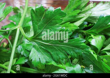 Makro-Nahaufnahme von isolierter grüner roher frischer, flacher Petersilie mit glattem Blatt Stockfoto