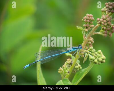 Gemeine blaue Damselfliege, Enallagma cyathigerum, auf Stiel vor verschwommenem natürlichen Teichhintergrund. Stockfoto