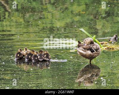 Stockente Entenküken Stockfoto