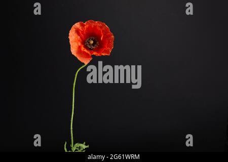 Leuchtend rote Mohnblumen auf schwarzem Hintergrund. Memorial Day. Stockfoto