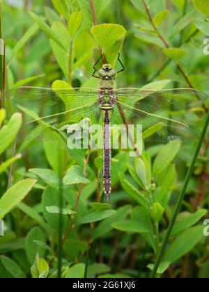 Südliche Hawker-Fliege, weiblich, in Lebensraum ruhend. Stockfoto