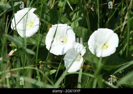 Drei Feldbindkraut in Blüte mit kleinen Käfer in der Nahaufnahme Stockfoto