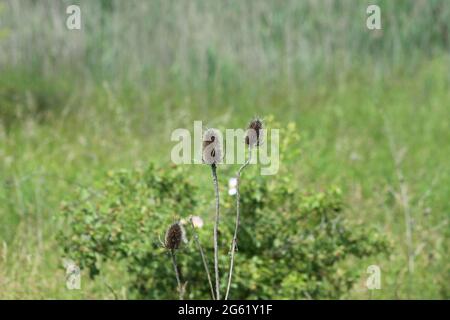 Wild Teelöffel Samen Nahaufnahme mit grünem selektiven Fokus im Hintergrund Stockfoto