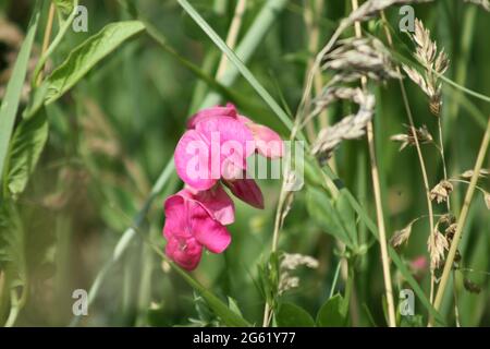 Tuberöse Erbsenblüte in der Nahaufnahme mit grünem Hintergrund Stockfoto