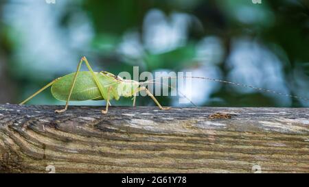 Gewöhnlicher echter Katydid (Pterophylla camellifolia) - Homosassa, Florida, USA Stockfoto