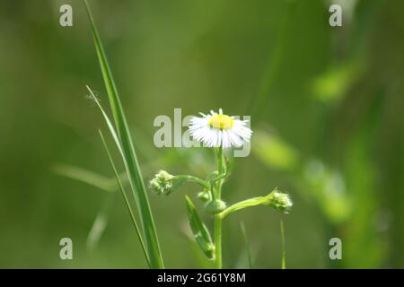 Flabane in blühender Nahaufnahme auf grünem Hintergrund Stockfoto