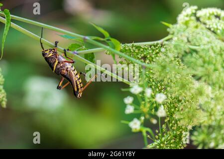 Östliche Lubbergrashüpfer (Romalea microptera) - Homosassa, Florida, USA Stockfoto