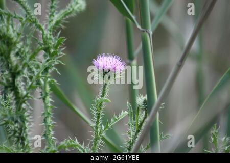 Stachelige stachelige Distel in der Bloom-Nahaufnahme mit selektivem Fokus Stockfoto