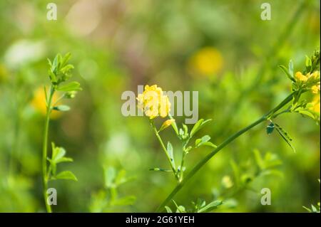 Stikle-Medick in Blüte Nahaufnahme mit grünem Hintergrund Stockfoto