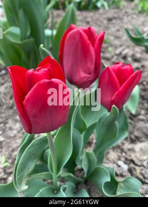 Drei rote Tulpen in Blütenansicht Stockfoto