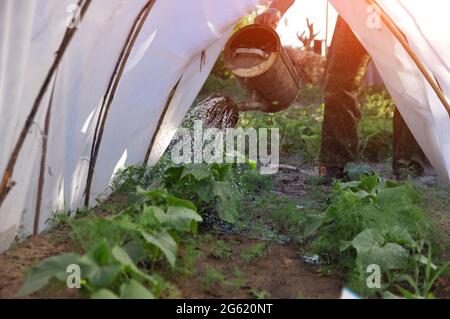 Gießen von Tomatensämlingen in einem Gewächshaus aus einer Gießkannbe. Saisonarbeit auf dem persönlichen Grundstück. Stockfoto
