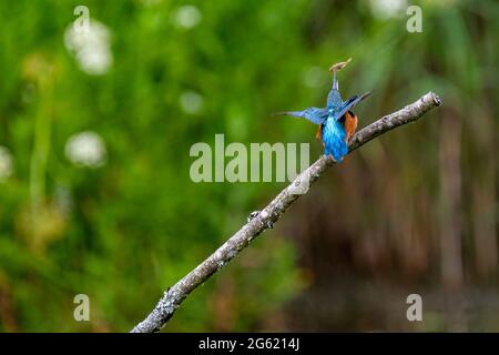 Eisvögel (Alcedo atthis) werfen einen Fisch, aufgenommen im Forest Farm Nature Reserve, Cardiff Stockfoto