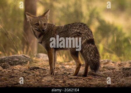 Graufuchs – Pampafuchs in einer natürlichen Umgebung. Lycalopex Gymnocercus Stockfoto