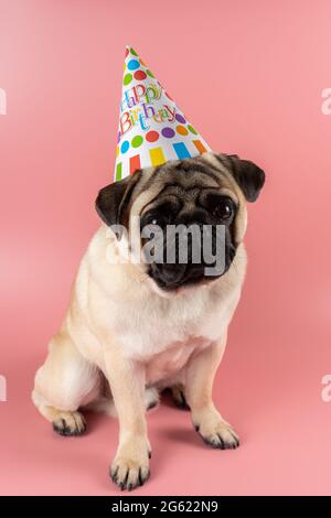 Pug Hund mit Happy Birthday Hut auf rosa Hintergrund. Stockfoto