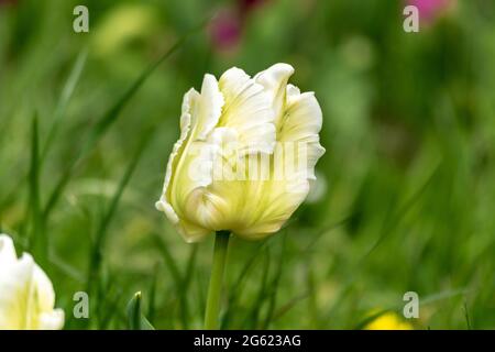 Blick auf schöne gelbe Tulpen Blumen. Stockfoto