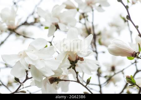 Weiße Magnolien Blumen auf Baum auf Himmel Hintergrund. Stockfoto