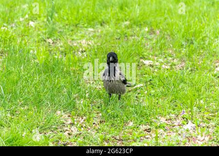 Krähen Sie auf dem grünen Gras im Park. Stockfoto