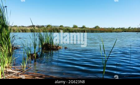 Schilf wächst in Teich in San Joaquin Marsh Stockfoto