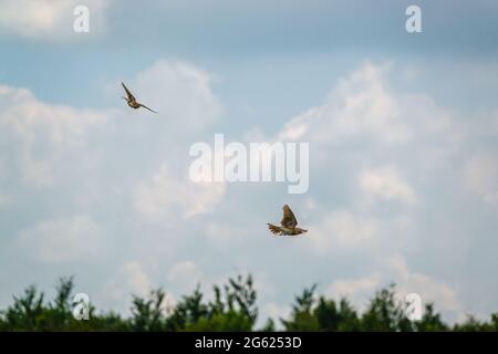 Ein Paar Skylarks (Alauda arvensis) im Flug über hohen Gräsern auf der Salisbury Plain, Großbritannien Stockfoto