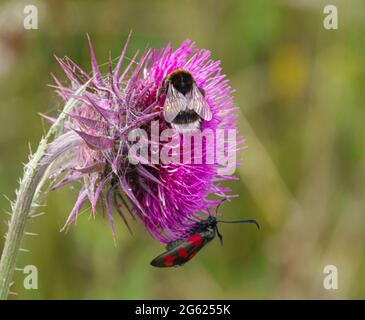 Eine sechsfleckige burnett-Motte (Zygaena filipendulae) und eine Weißschwanzhummel (Bombus lucorum) ernähren sich von einem dunkelrosa Moschusdistel (Carduus nutans) Stockfoto