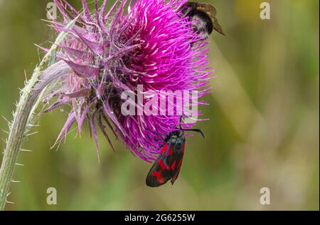 Eine sechsfleckige burnett-Motte (Zygaena filipendulae) und eine Weißschwanzhummel (Bombus lucorum) ernähren sich von einem dunkelrosa Moschusdistel (Carduus nutans) Stockfoto