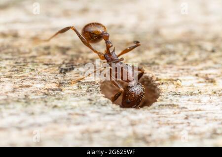 Ein Mitarbeiter einer Wirbelsäulenaibillierten Ameise (Aphaenogaster fulva) untersucht eine Kavität in einem Protokoll. Stockfoto
