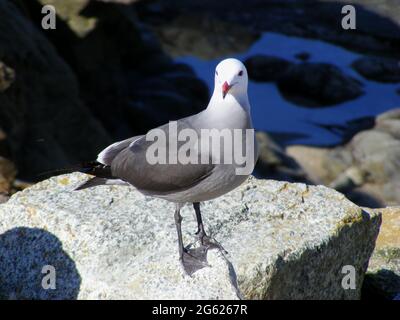 Die Heermann-Möwe (Larus heermanni) posiert am westlichen Strand von Kalifornien, Monterey, USA Stockfoto