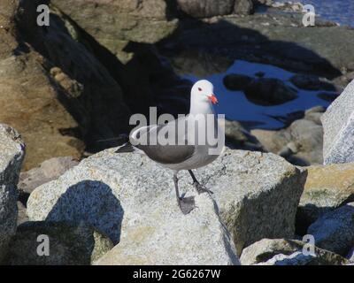 Seltene Heermann-Möwe (Larus heermanni), die am westlichen kalifornischen Strand in Monterey, USA, posiert Stockfoto