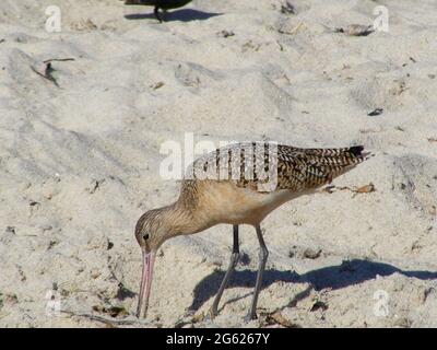 Marmorierte Godwit (Limosa fedoa) füttert an der pazifikküste, Westkalifornien, Monterey Bay, USA Stockfoto