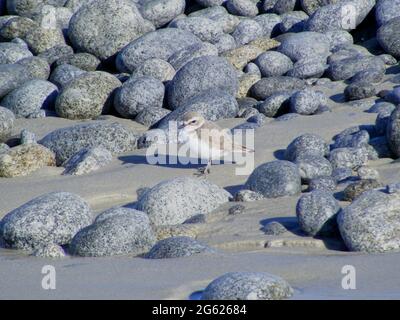 western Snowplover (Charadrius nivosus) zwischen Kieselsteinen am Pebble Beach, Kalifornien, USA, machte im Jahr 2011 separate Arten von Kentish Plover Stockfoto