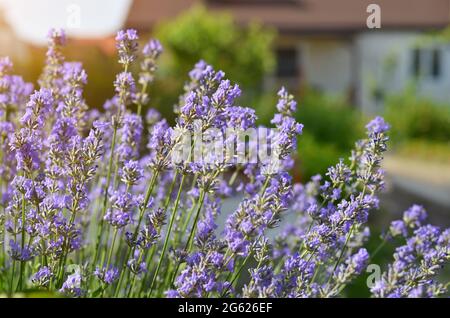 Garten-Lavendel oder schmal-blättriger Lavendel wächst im Hinterhof eines privaten Vorstadthauses. Stockfoto