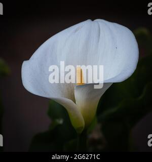 Weiße Calla isoliert auf Schwarz Stockfoto