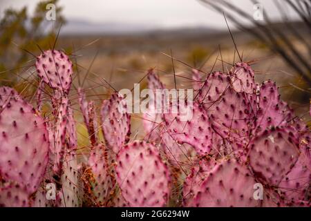 Purpurpurfarbener Kaktus aus Stachelsäcken im Big Bend National Park Stockfoto