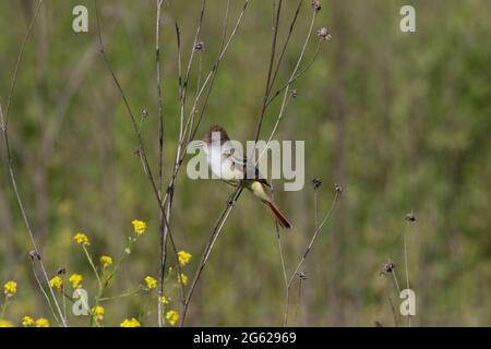 Ein ausgewachsener Aschekehlchen-Fliegenfänger, Myiarchus cinerascens, thronte auf einem toten Unkraut im kalifornischen San Luis National Wildlife Refuge. Stockfoto