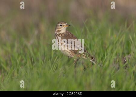 Eine wachsam Erwachsene amerikanische Pipit, Anthus rubescens, posiert in einem offenen Grasland-Habitat im kalifornischen San Luis National Wildlife Refuge. Stockfoto