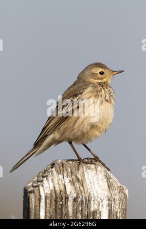 Ein blasser, erwachsener amerikanischer Pipit, Anthus rubescens, thront auf einem hölzernen Zaunposten im kalifornischen Merced National Wildlife Refuge, Merced County. Stockfoto