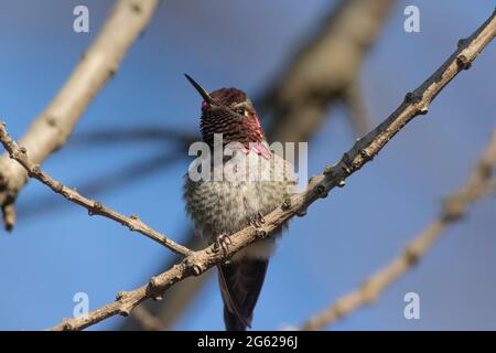 Ein männlicher Annas Kolibri, Calypte anna, steht in einem Baumwollbaum in einem privaten Hinterhof, Los Banos, Kalifornien. Stockfoto