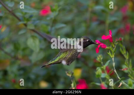 Ein männlicher Schwarzkehlchen-Kolibri, Archilochus alexandri, der sich von Sommersalzblüten (Salvia spp.) ernährt, San Joaquin Valley, Kalifornien. Stockfoto