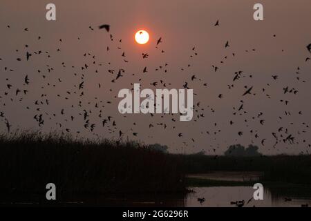 Baumschwalben, Tachycineta bicolor, fliegen über ein Sumpfgebiet unter einem rauchbefleckten Sonnenaufgang im kalifornischen Merced NWR. Stockfoto