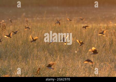 Baumschwalben fangen Insekten, die bei Sonnenaufgang im kalifornischen Merced National Wildlife Refuge aus dem tau-bedeckten Hochland-Habitat auftauen. Stockfoto
