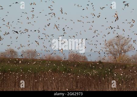 Wandernde Baumschwalben, Tachycineta bicolor, kreisen während der Frühjahrsmigration im kalifornischen Merced National Wildlife Refuge über Sumpflandschaften. Stockfoto