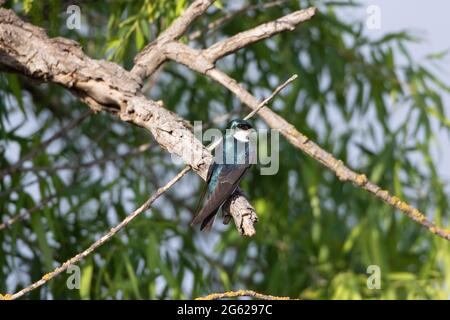 Eine männliche Baumschwalbe, Tachycineta bicolor, thront in einer schwarzen Weide, Salix nigra, im kalifornischen San Luis National Wildlife Refuge. Stockfoto