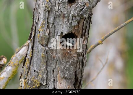 Eine männliche Baumschwalbe, Tachycineta bicolor, untersucht eine natürliche Nisthöhle in einer Black Willow auf dem kalifornischen San Luis National Wildlife Refuge. Stockfoto