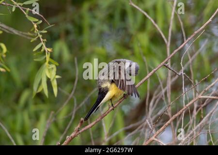 Ein erwachsener Westkingbird, Tyrannus verticalis, brütet Federn, während er in einem Uferkorridor im kalifornischen San Luis NWR thront. Stockfoto