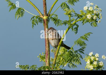 Ein erwachsener Lincoln's Sparrow, Melospiza lincolnii, thront auf Poison Hemlock, Conium maculatum, im kalifornischen Merced National Wildlife Refuge. Stockfoto