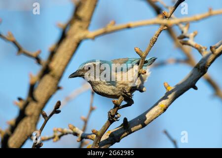 Ein Western Scrub-Jay, Aphelocoma californica, thront in einem Baumwollbaum im kalifornischen San Joaquin Valley. Stockfoto