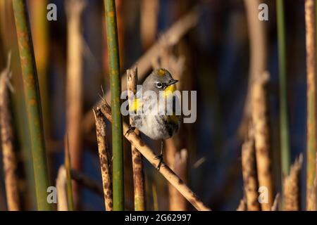 Ein männlicher Gelbwurmsänger, Dendroica coronata, tastet auf Hardstem-Bollwerk im kalifornischen Merced NWR im San Joaquin Valley. Stockfoto