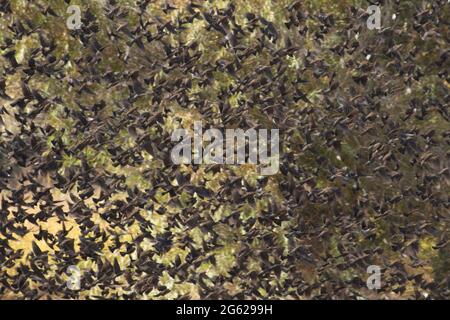 Die weiblichen und jungen Rotflügelvögel, Agelaius phoeniceus, starten aus einem schattigen Wald im kalifornischen San Joaquin Valley. Stockfoto