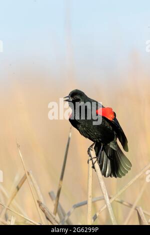 Ein erwachsener männlicher Rotflügelvögel, Agelaius phoeniceus, führt eine territoriale Ausstellung in Feuchtgebieten auf dem kalifornischen Merced NWR durch. Stockfoto